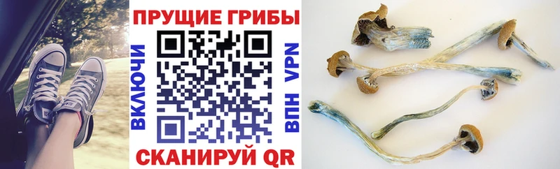 Галлюциногенные грибы Psilocybine cubensis  Купить  Усинск 